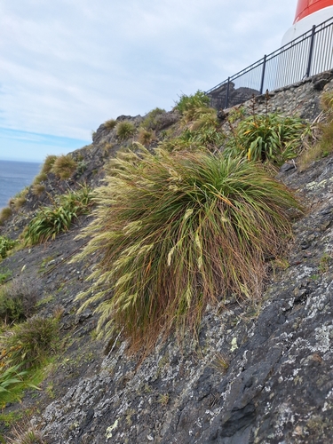 Chionochloa beddiei, photograph 2
