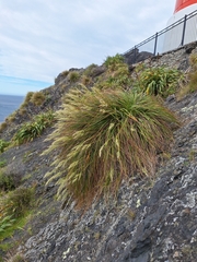 Chionochloa beddiei, photograph (c) Oscar Dove, some rights reserved (CC BY)