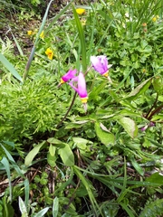 Primula pauciflora cusickii
