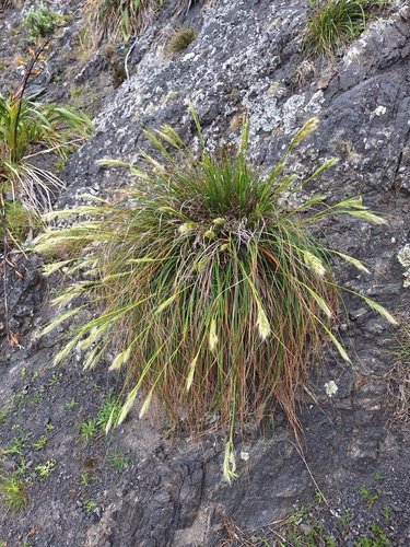 Chionochloa beddiei, photograph 3