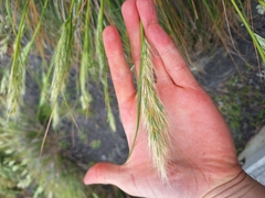 Chionochloa beddiei, photograph (c) Oscar Dove, some rights reserved (CC BY)