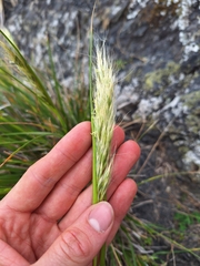 Chionochloa beddiei, photograph (c) Oscar Dove, some rights reserved (CC BY)