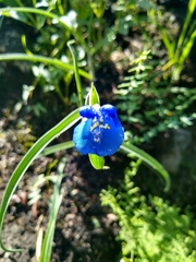 Commelina dianthifolia