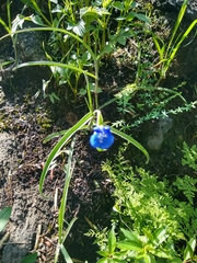 Commelina dianthifolia