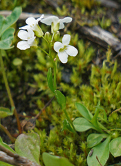 Arabis nuttallii
