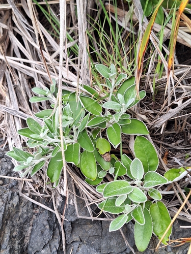Brachyglottis greyi
