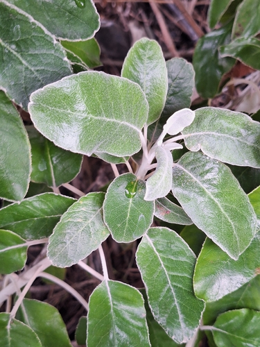 Brachyglottis greyi
