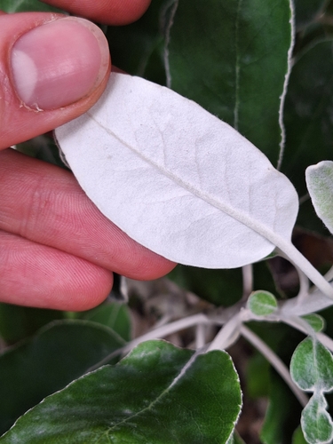 Brachyglottis greyi