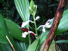 Phaius subtrilobus