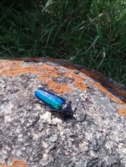 Crioprosopus basileus