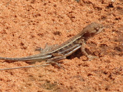 Ctenophorus spinodomus