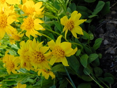 Arnica nevadensis
