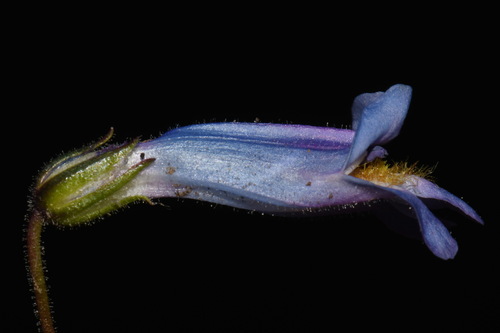 Griffin's Beardtongue (Penstemon griffinii)