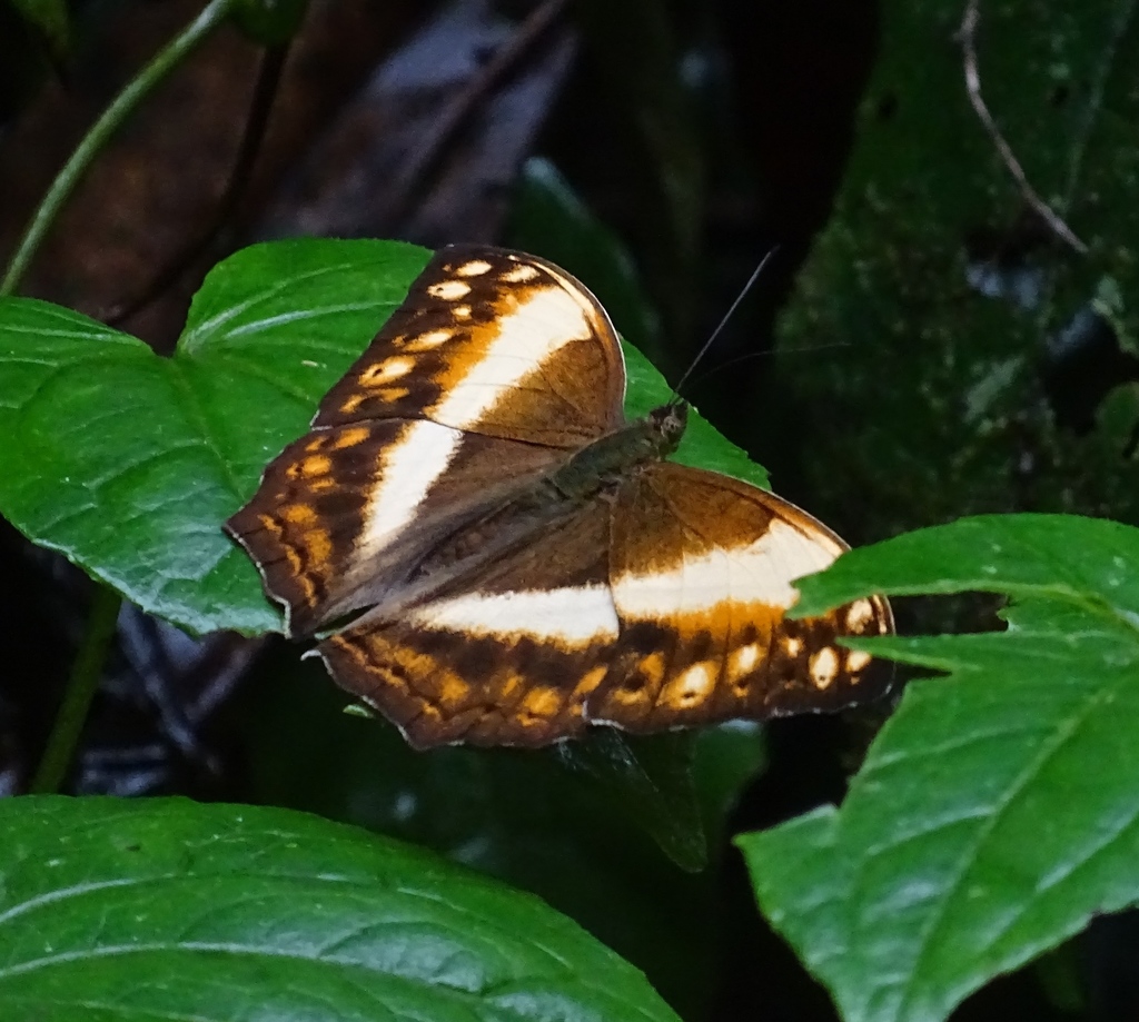 insects