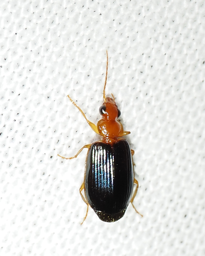Lebia deceptrix