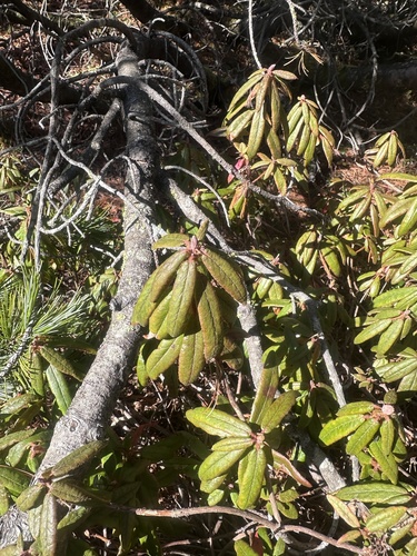 Rhododendron tolmachevii, photograph 1