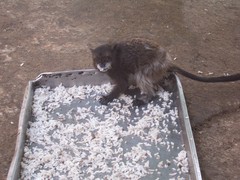 Saguinus fuscicollis