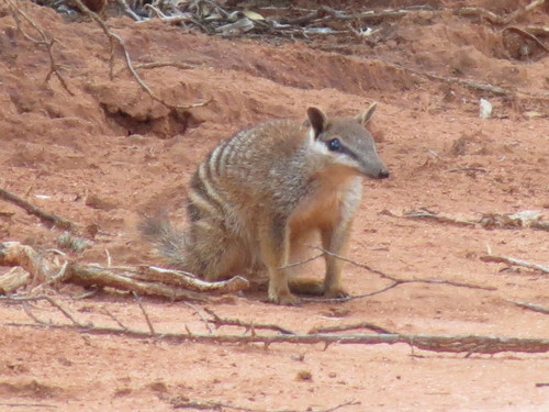 Numbat