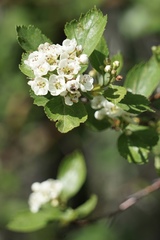 Crataegus rivularis