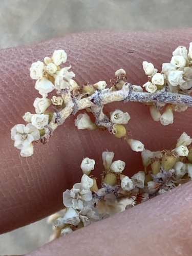 Image of Eriogonum plumatella by (c) Adam J. Searcy, some rights reserved (CC BY)