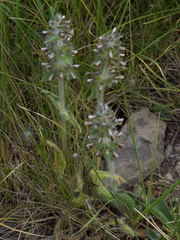 Stachys heraclea