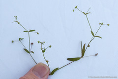 Galium bifolium