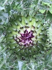 Cirsium drummondii
