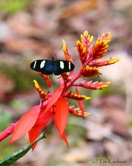 Heliconius wallacei