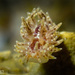 Proctonotidae - Photo (c) drmattnimbs, algunos derechos reservados (CC BY-NC)