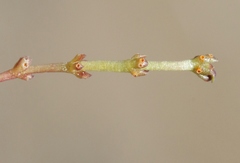 Puccinia punctata