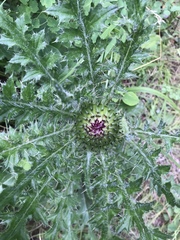 Cirsium drummondii