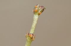 Puccinia punctata