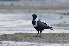 Collared Crow photo 1