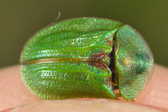 Cassida stigmatica