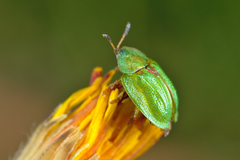 Cassida stigmatica