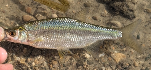Golden Shiner