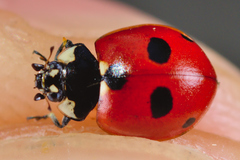 Coccinella quinquepunctata