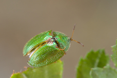 Cassida stigmatica