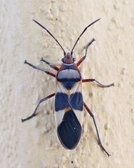 Oncopeltus unifasciatellus