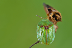 Cassida stigmatica