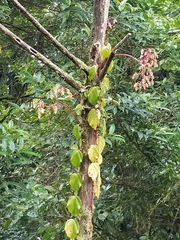 Image of Begonia glabra