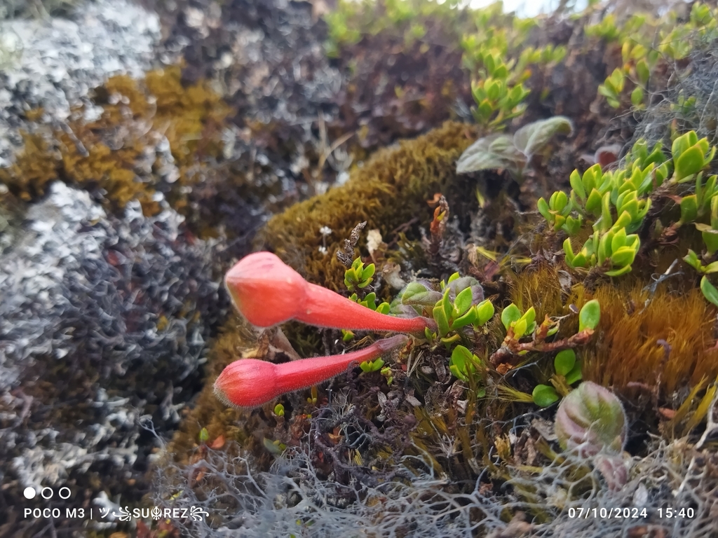 Fuchsia apetala; photograph author not stated, no rights reserved