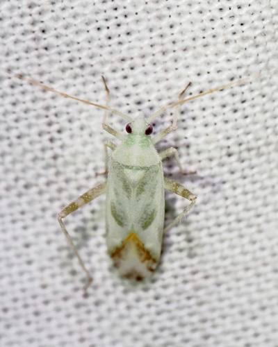 Phytocoris seminotatus