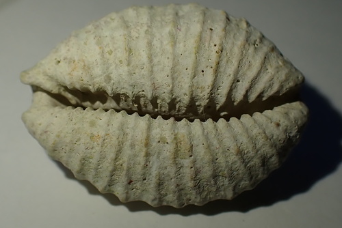Nucleolaria granulata observed 2024-10-07
