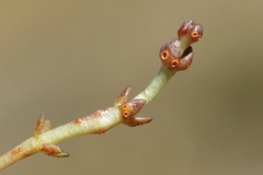 Puccinia punctata