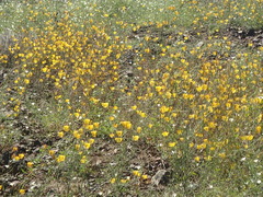 Calochortus weedii weedii