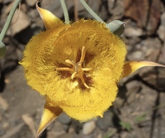 Calochortus weedii weedii