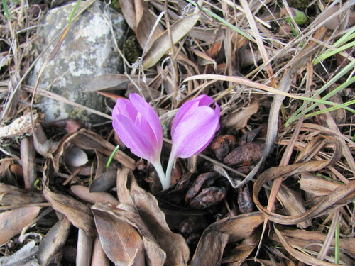 Colchicum lusitanum