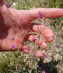 Boerhavia linearifolia