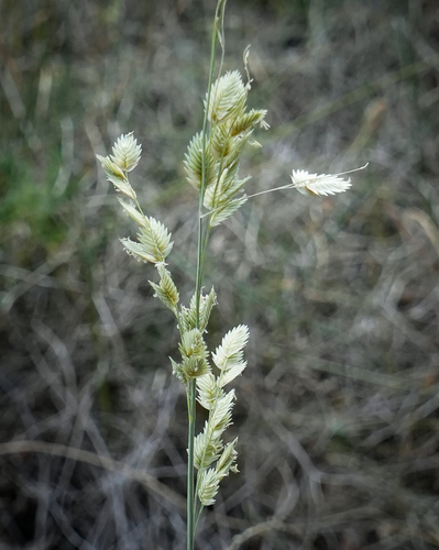 Eragrostis superba iNat (1)